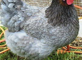 POINT OF LAY PULLETS - MANY BREEDS / LIGHT SUSSEX, CUCKOO MARAN, WHITE LEGHORNS, ETC