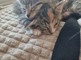 Oriental x bengal