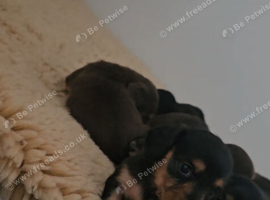 Black&Tan mini longhair dachshund pups