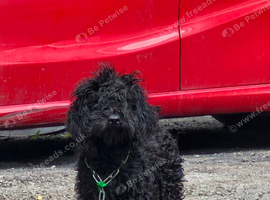 Cockapoo boy