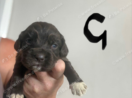 Cocker Spaniel ready now last chocolate bitch