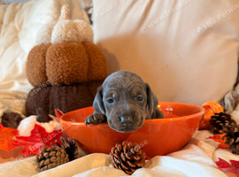 1 blue beauty Dach girl