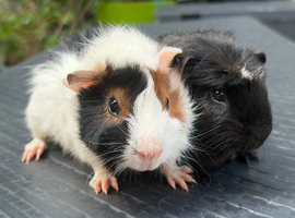 Pretty baby boy pair of Guineapigs ready now