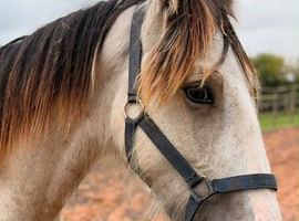 Stunning Dun Shire X Cob Colt
