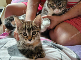 1 cute male tabby kitten