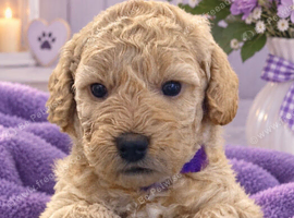 F2b Cockerpoo's 1 littke girl for sale and 1 boy