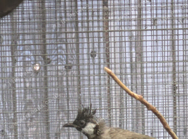 Himalayan crested white cheek bulbuls