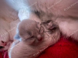 Maine Coon X