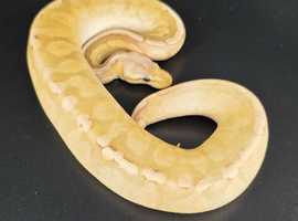 Royal/Ball Pythons available