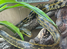 Taiwan beauty snake and trans pecos rat snske