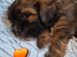 Gorgeous black/brown & tan shorkie puppies ready 10/11/26