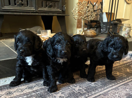 Gorgeous Spoodle puppies. READY NOW