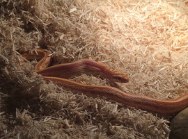 Boy albino corn snake