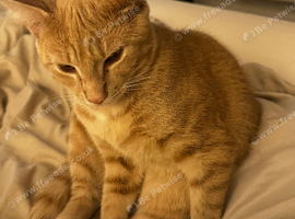 9 month old ginger tabby boy