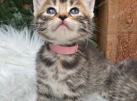 BEAUTIFUL GINGER AND GREY TABBY KITTENS TO RESERVE