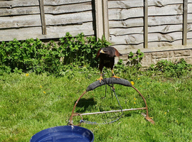 X2 Harris hawks male and female