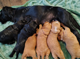 cocker spaniel puppies