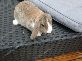 2 baby mini lop rabbits for sale