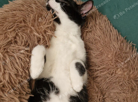 Adorable kitten