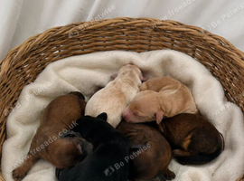 long haired miniature dachshund