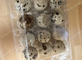 Fertile Quail Hatching Eggs | Can Be Posted or Collected