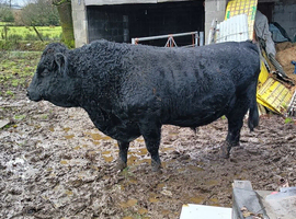 Registered pedigree Dexter Bull
