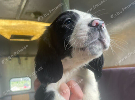 Male springer
