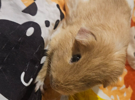 I have 4 female guinea pigs for sale
