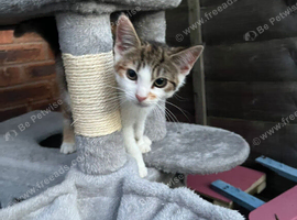 Cute kitten free