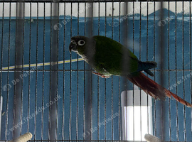Baby Male conure Glasgow
