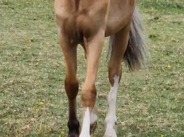 Registered Welsh C yearling colr