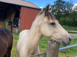 Registered 2 yr old buckskin gelding