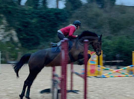 Super Talented Rising 6YO ISH Mare