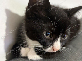 Cute kitten for sale