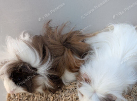 Adorable baby Guinea pig for sale