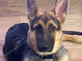 5mth old German Shepherd