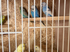 Young budgies