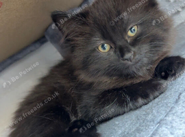 Fluffy kitten
