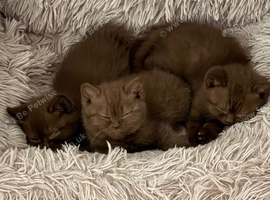Brown British Shorthair
