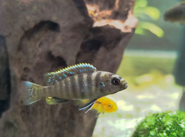 Cichlids Hongi African Malawi 1 inch &pound;5 each