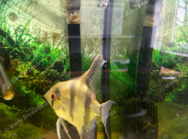 Rehome - Large Angelfish