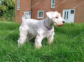 Champion Bloodline Miniature Schnauzer