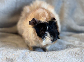 Roan Abyssinian Boar