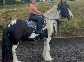 Stunning mini cob