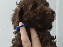 F2b Sproodle puppies for sale