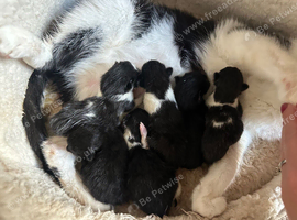 Beautiful litter of 6 kittens