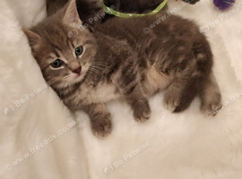 Beautiful Russian Blue x Tabby 8 weeks old fully litter trained