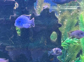 Cichlids mbuna x10