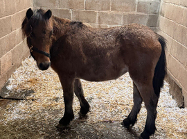 Dartmoor hill pony