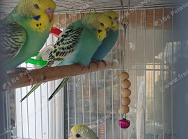 Pairs of baby cock budgies